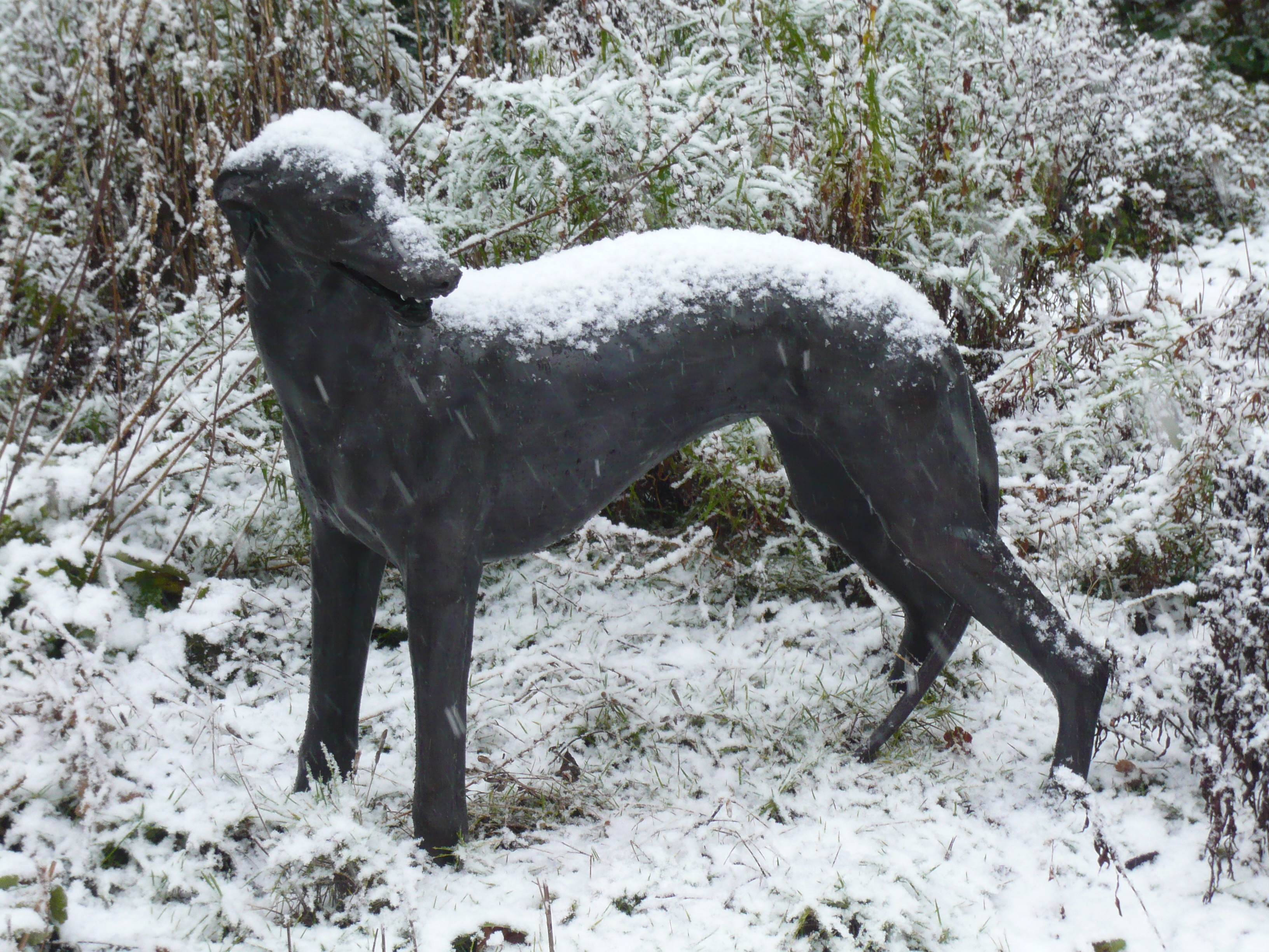 FC1145L Greyhound in the Snow